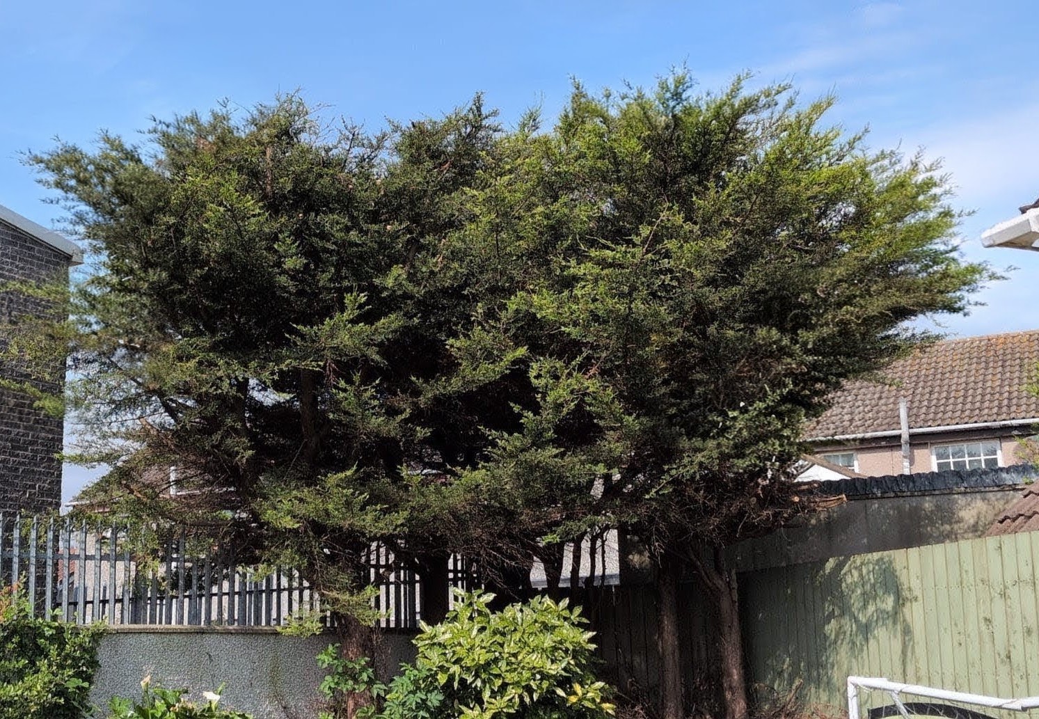 Conifer trees thinned